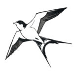 swallow illustration