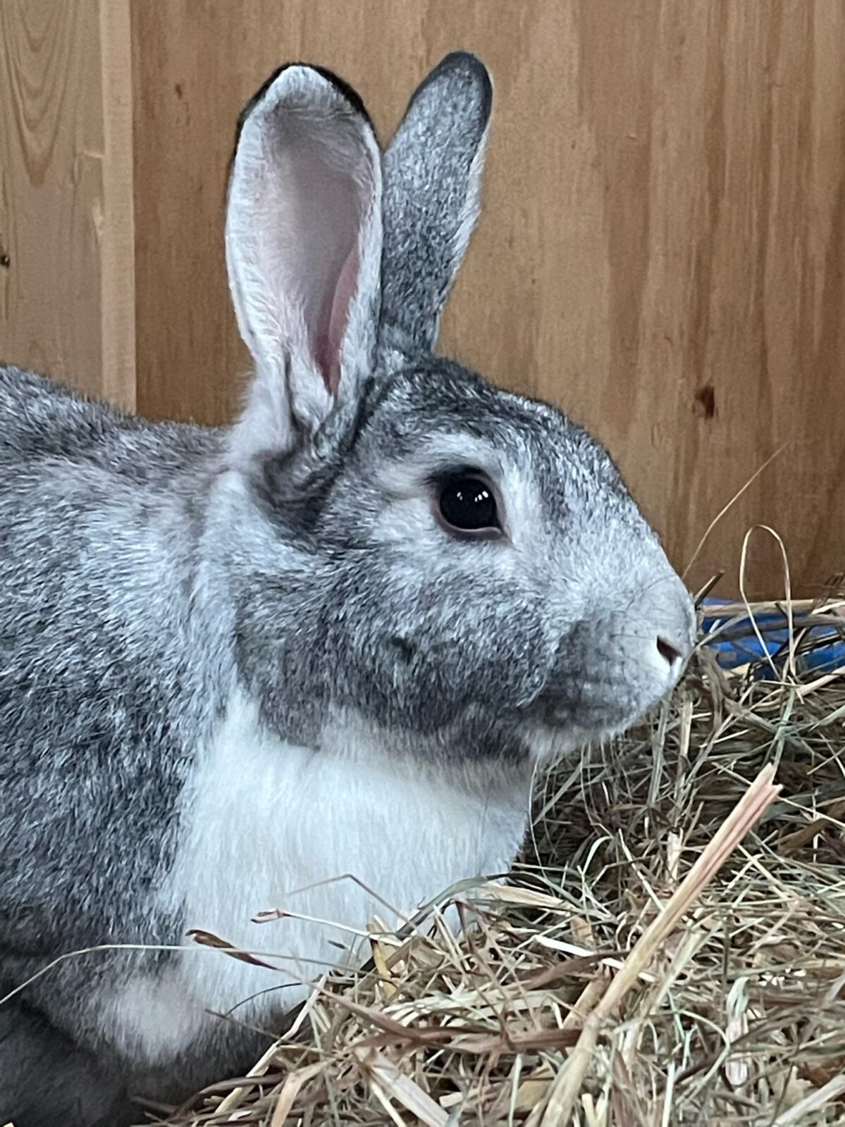 Clarabelle Cottontail the gray and white rabbit