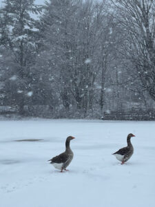 Two goose enjoying the snowfall.