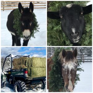 Four photo collage: donkey, goat, hay bales on a truck, and a horse
