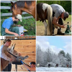 Four photo collage: staff working with the horses