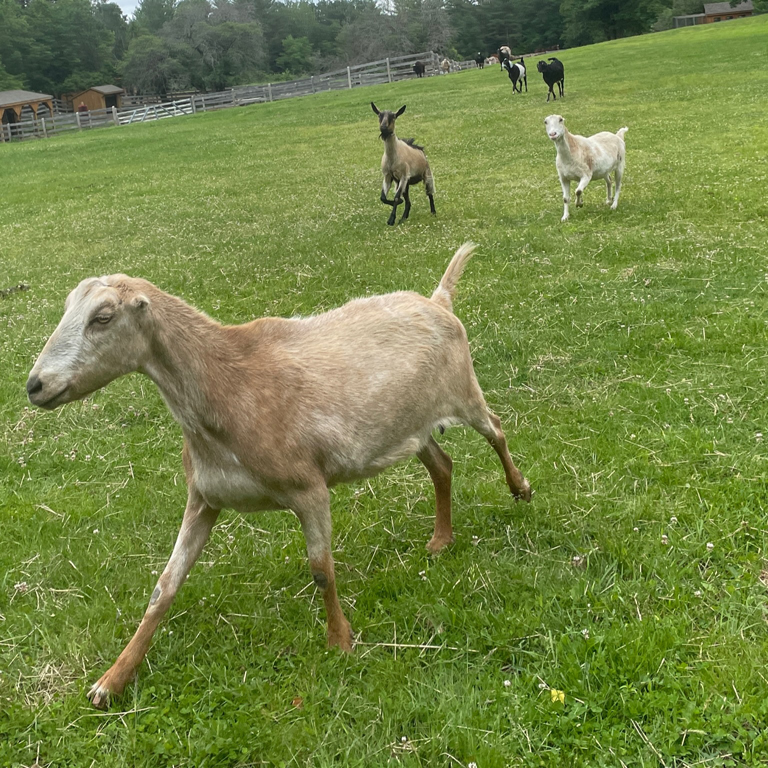 Goats running on a grassy field