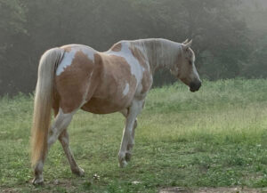Taabe the light brown and tan horse