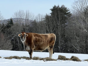Rescue cow at Tomten Farm and Sanctuary, Haverhill, NH