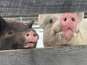 Marsha and Grover - rescued pigs at Tomten Farm and Sanctuary, Haverhill, NH