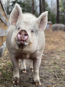 Marsha - rescued pig at Tomten Farm and Sanctuary, Haverhill, NH