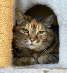 Bobbina Ballerina, one of the cats at Tomten Sanctuary, Haverhill, NH