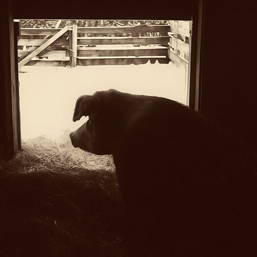 Petunia the pig representing Petunia's Pantry, food assistance program for animals